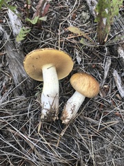 Suillus kaibabensis