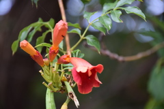 Campsis radicans