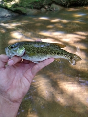Micropterus tallapoosae