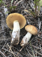 Suillus kaibabensis