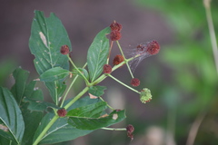 Cephalanthus occidentalis