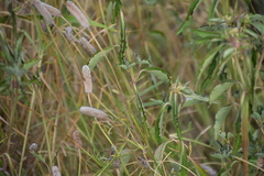 Ratibida columnifera