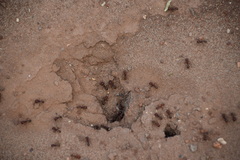 Pogonomyrmex barbatus