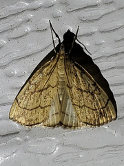 Evergestis pallidata