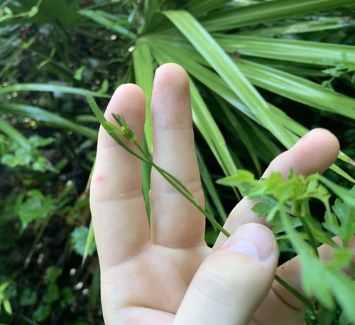 Bidens bipinnata image