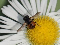 Gymnosoma nitens