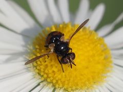 Gymnosoma nitens