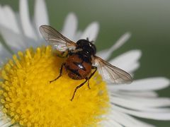 Gymnosoma nitens