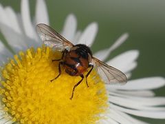 Gymnosoma nitens