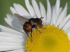 Gymnosoma nitens