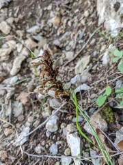 Orobanche hederae