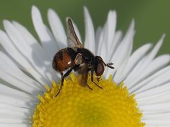 Gymnosoma nitens