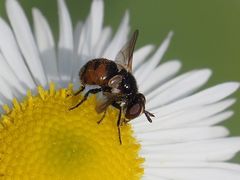 Gymnosoma nitens