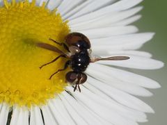 Gymnosoma nitens