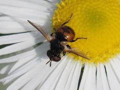Gymnosoma nitens