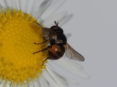 Gymnosoma nitens