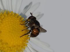 Gymnosoma nitens