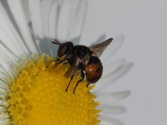 Gymnosoma nitens