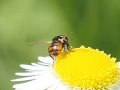 Gymnosoma nitens
