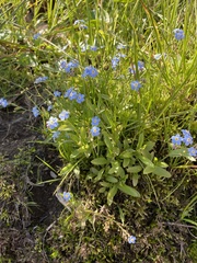 Myosotis decumbens