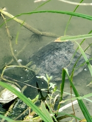 Pseudemys concinna concinna