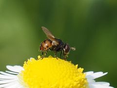 Gymnosoma nitens