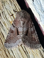 Oligia minuscula
