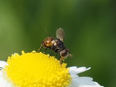 Gymnosoma nitens