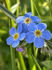 Myosotis decumbens