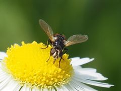 Gymnosoma nitens