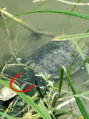 Pseudemys concinna concinna