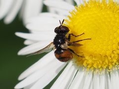 Gymnosoma nitens