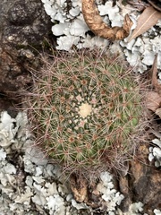 Parodia concinna