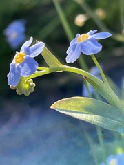 Myosotis decumbens