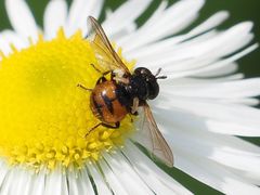 Gymnosoma nitens