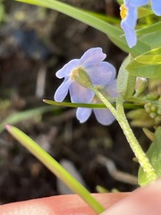 Myosotis decumbens