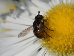 Gymnosoma nitens