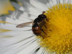 Gymnosoma nitens