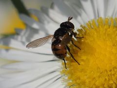 Gymnosoma nitens