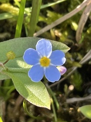 Myosotis decumbens