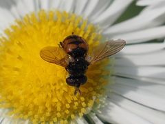 Gymnosoma nitens