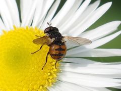 Gymnosoma nitens