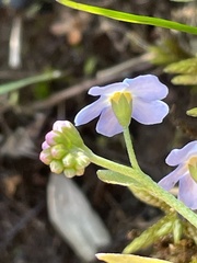Myosotis decumbens