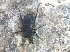 Cychrus tuberculatus