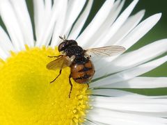 Gymnosoma nitens