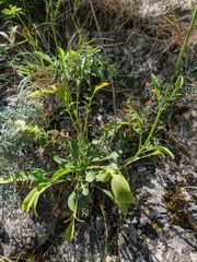 Cephalaria coriacea