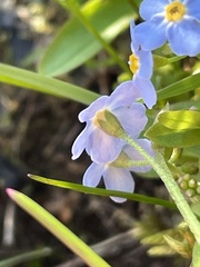 Myosotis decumbens