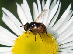 Gymnosoma nitens