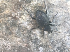 Cychrus tuberculatus