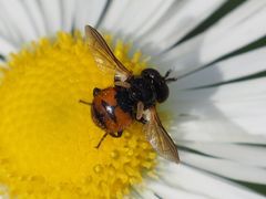 Gymnosoma nitens
